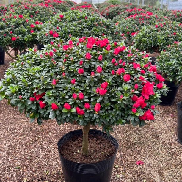 精品比利时西洋梅红杜鹃花红色盆栽