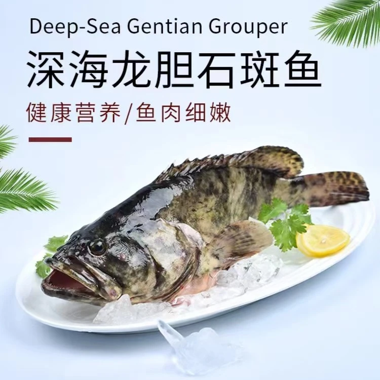 石斑鱼2斤一2.2斤