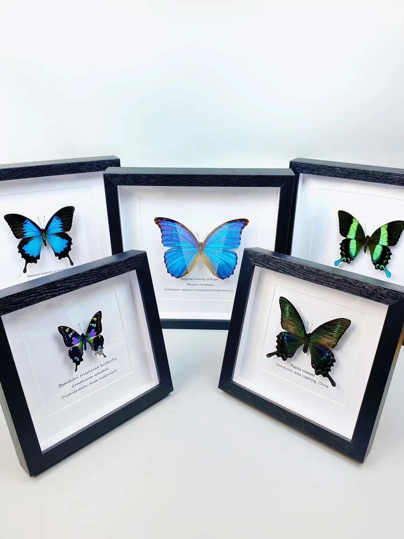 [昆虫蝴蝶标本]欧皇扫雷盲盒蝴蝶昆虫标本