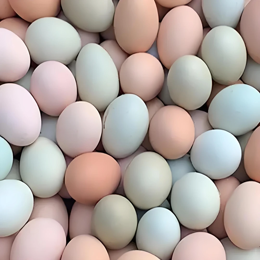 包邮  正宗果园土鸡蛋50枚