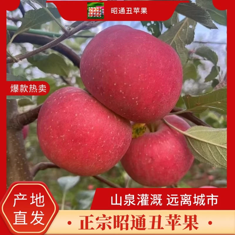 【农家严选】整箱2/5斤精选果 云南昭通高原冰糖心丑苹果脆甜多汁