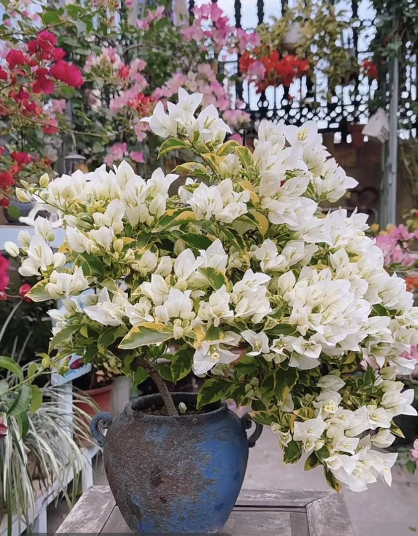 【金边白雪公主】三角梅四季勤花爬藤高飘三角梅绿植