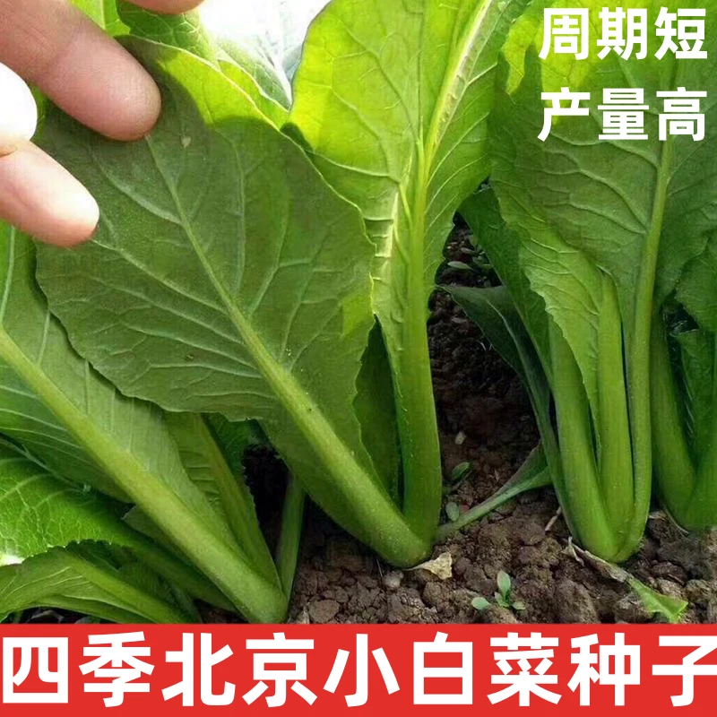 (拍2发3)四季北京小白菜种子青梗小白菜种籽阳台盆栽速生蔬菜种孑