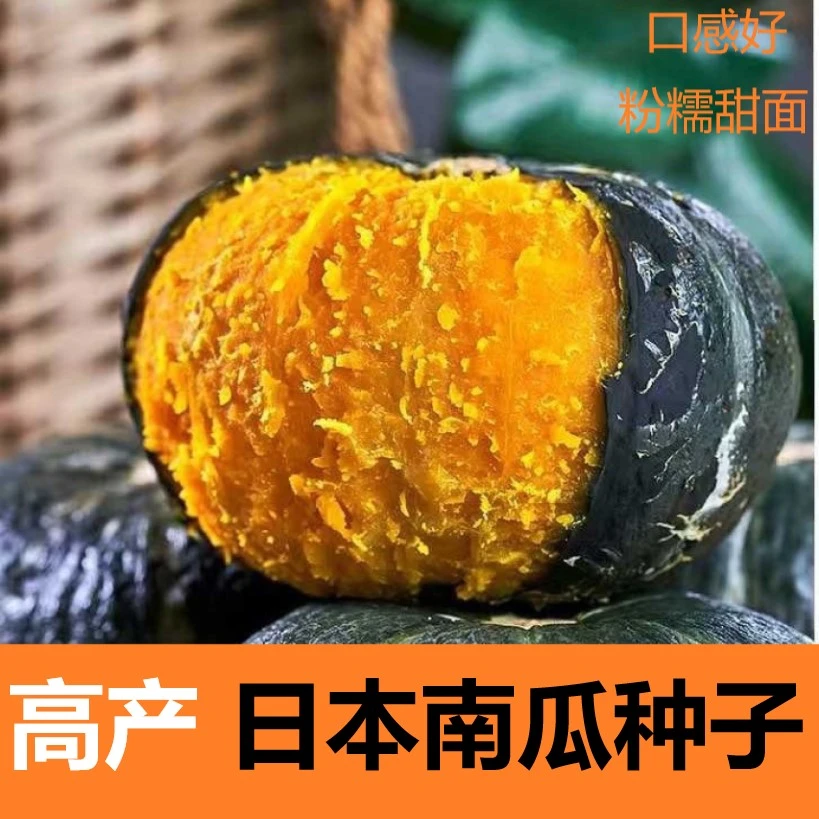 (拍2发3)日本南瓜种子高产香甜板栗南瓜春秋四季蔬菜苗小南瓜种籽