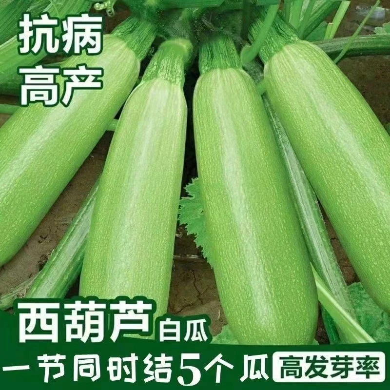 (拍2发3)西葫芦种子露天耐热抗寒高产四季嫩南瓜春夏秋季生长种孑