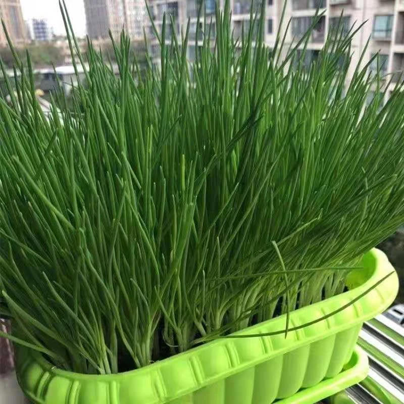 (拍2发3)四季小香葱籽种子四季易种小香葱阳台室内盆栽家庭菜种子