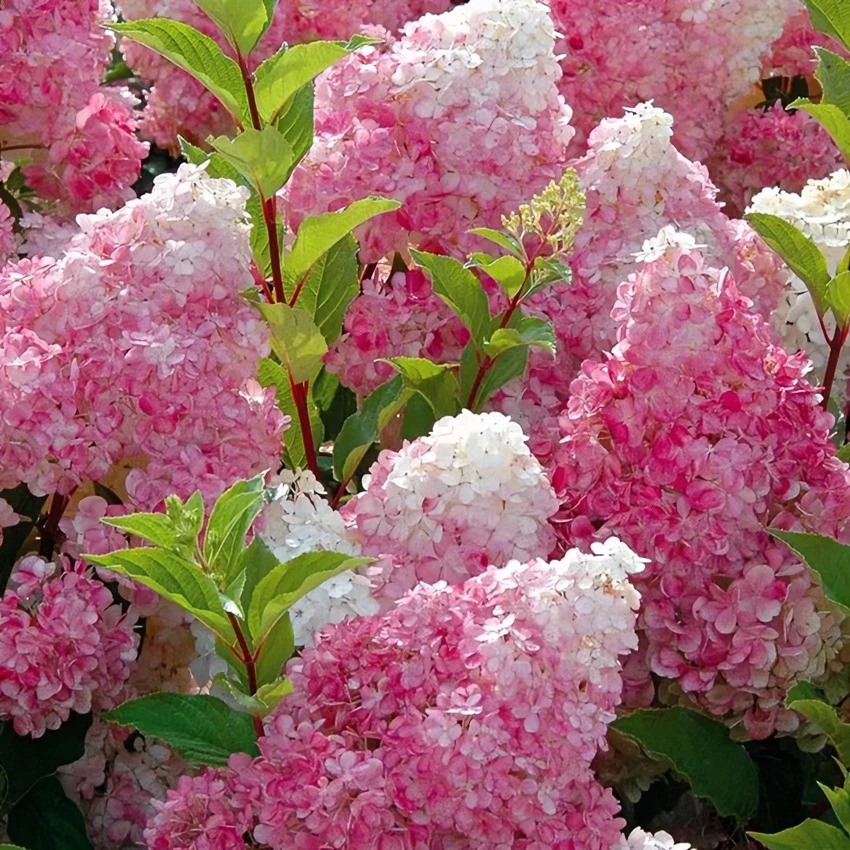 大花圆锥绣球香草草莓当年开花原盆原土发货耐热耐寒庭院阳台花卉