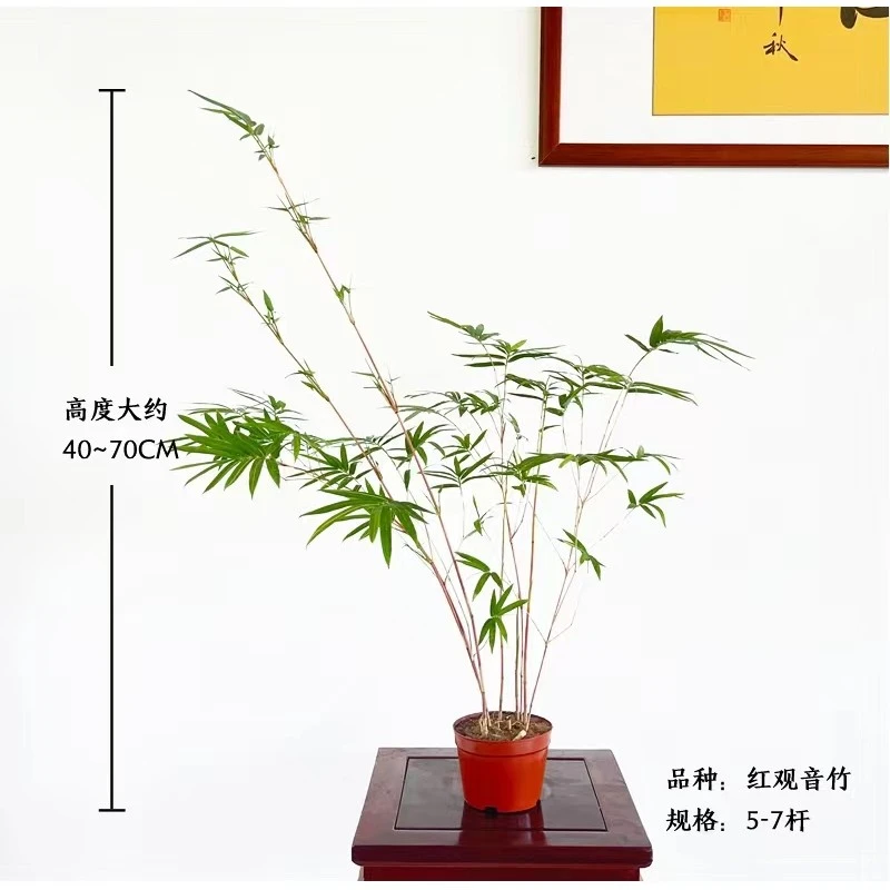 原盆原土红观音 红枝干绿汁叶 好养易活国风保湿书房夏季客厅竹子