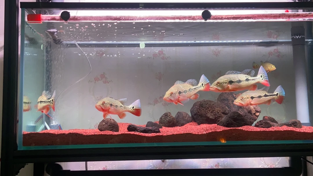 Fogo佛狗三间鱼大型热带观赏鱼 活体三间观赏鱼