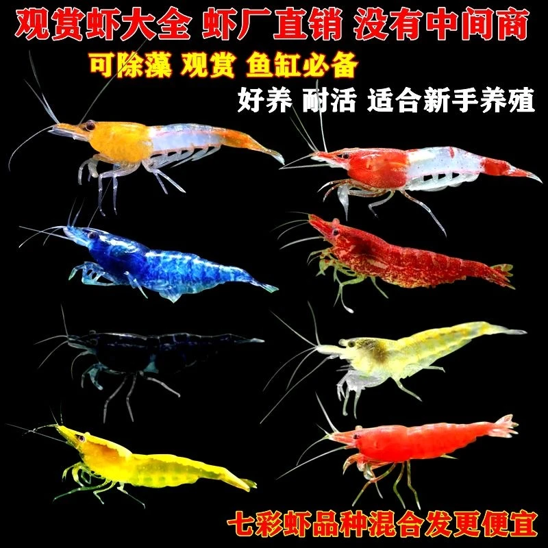 极火虾樱花虾黑壳虾新手冷水热带藻繁殖观赏虾清理鱼缸易养工具虾
