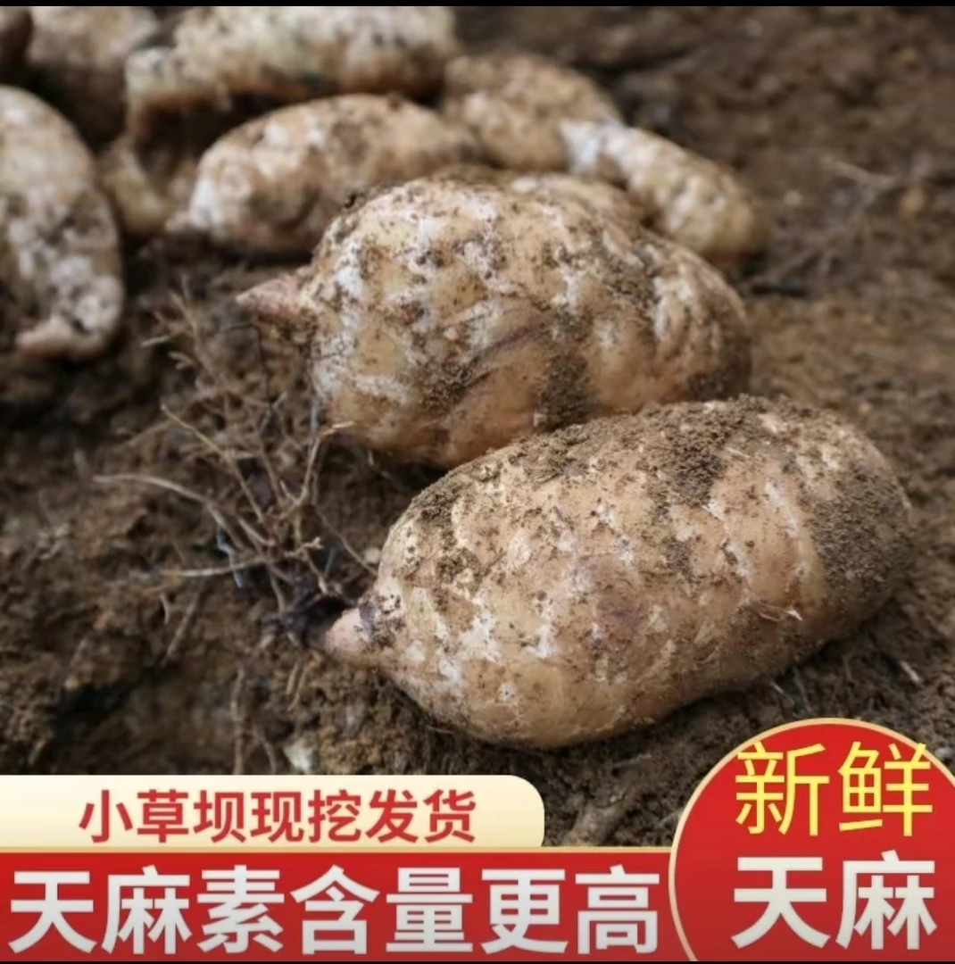 云南昭通小草坝新鲜麻自产自销1斤3斤4斤包邮