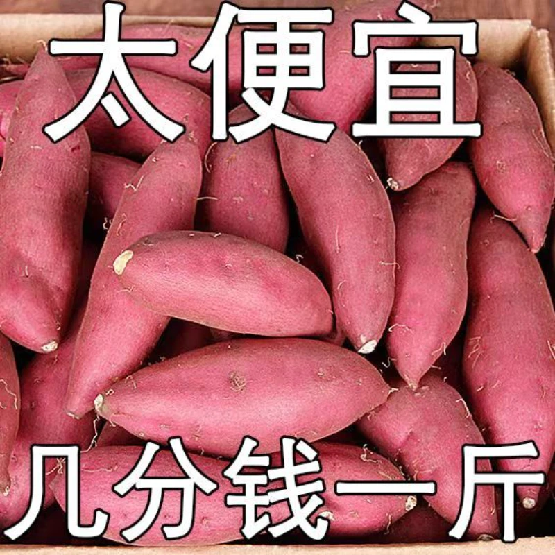 【粉丝浮力抢】新鲜超甜沙地红薯1-9斤红黄蜜薯板栗薯地瓜番薯粗粮