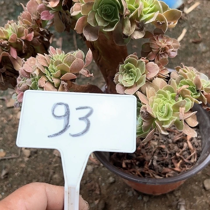 多肉法师组合玫瑰缀化