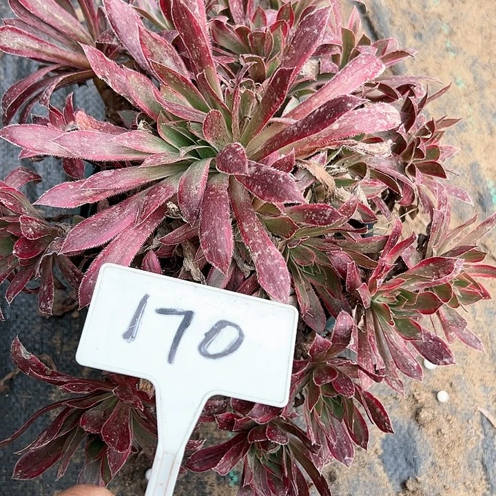 多肉植物孔雀锦法师