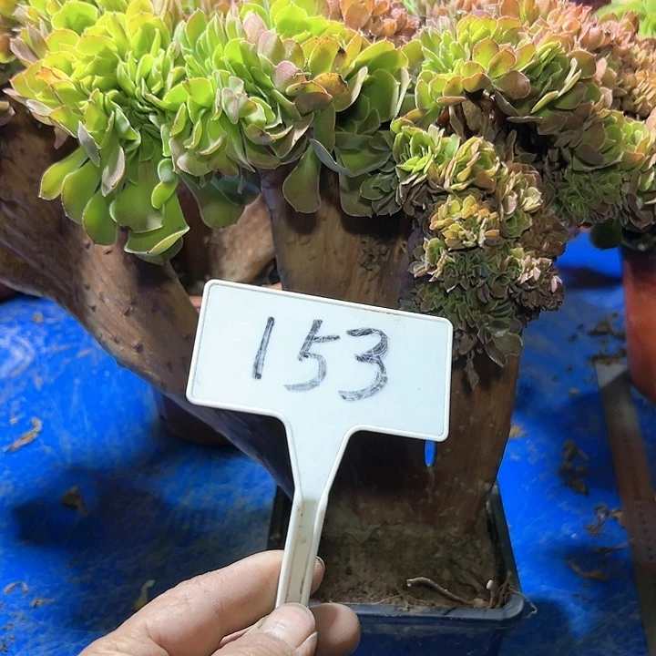 ?***灵多肉植物玫瑰缀花