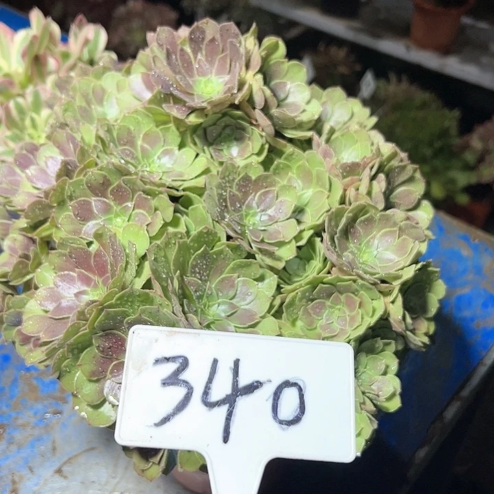 多肉植物万圣节法师