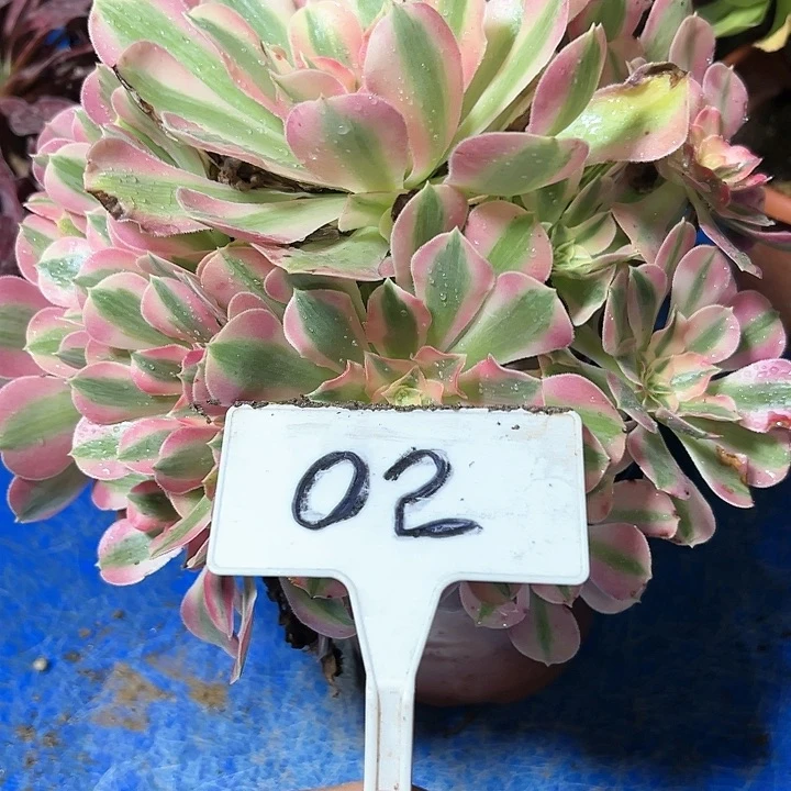 多肉植物粉女巫法师