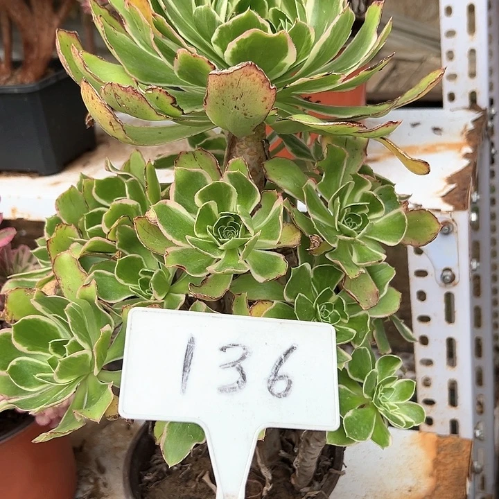 多肉植物大叶玫瑰法师