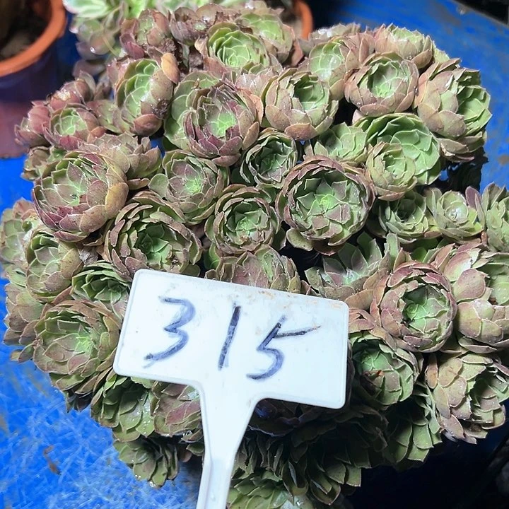 多肉植物万圣节大S