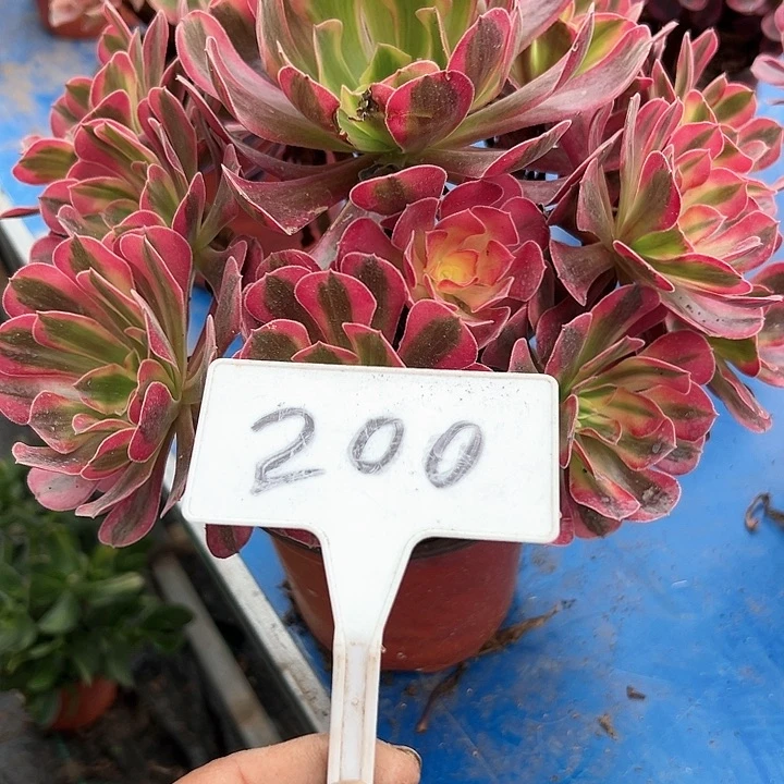 B*多肉植物美杜莎法师