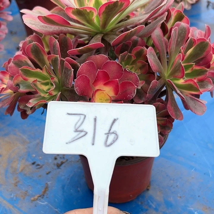 心*翔多肉植物美杜莎法师