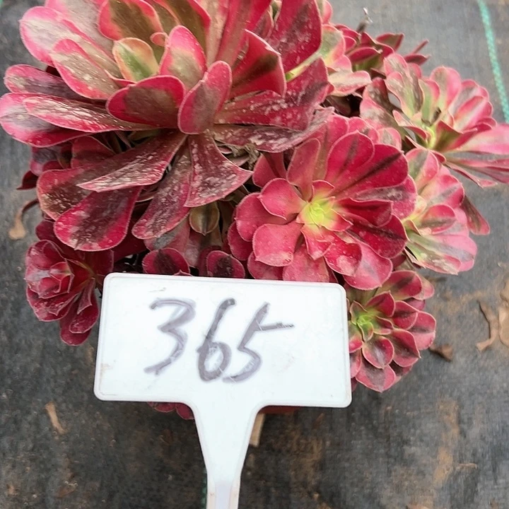 多肉植物美杜莎法师