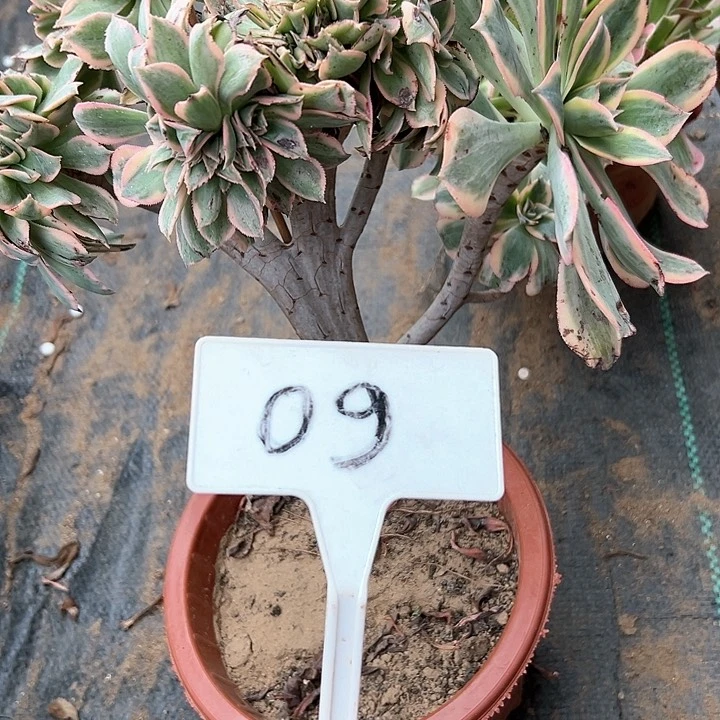多肉植物灿烂缀花