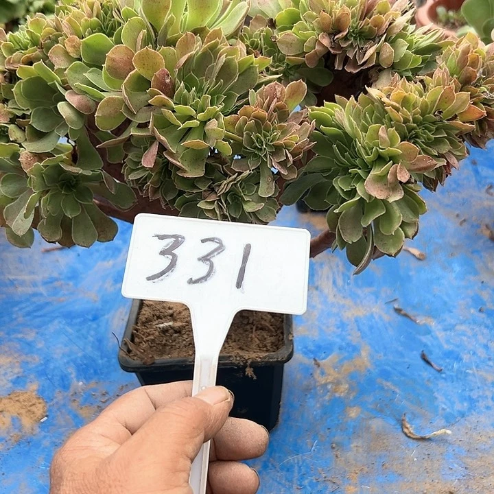 多肉植物玫瑰缀花