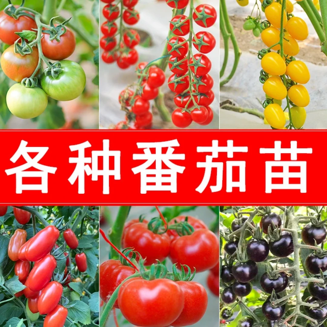 【山东寿光正版各类番茄苗】各类番茄苗校园种植家庭阳台盆栽