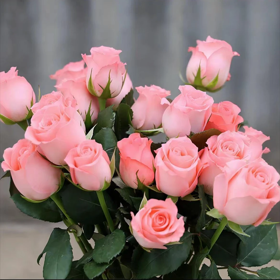 玫瑰10只  （送花瓶）【粉玫瑰爱莎玫瑰香槟玫瑰红玫瑰】室内水养花