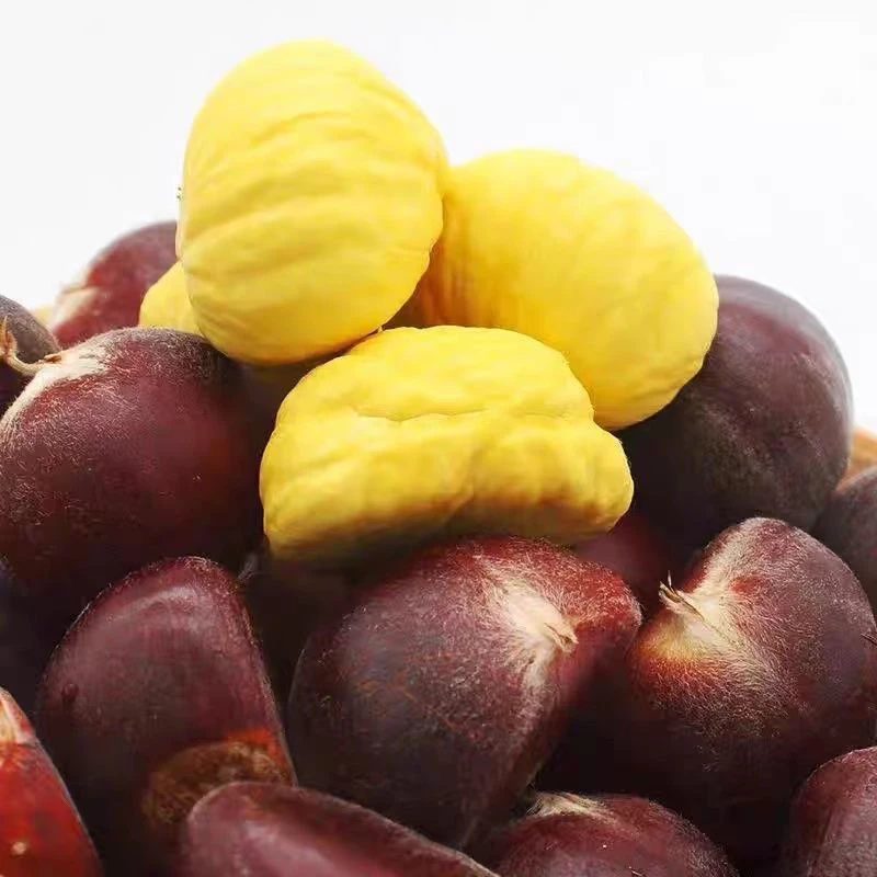 新鲜板栗百年老树古郯板栗大油栗新鲜板栗1斤/2斤/3斤/5斤