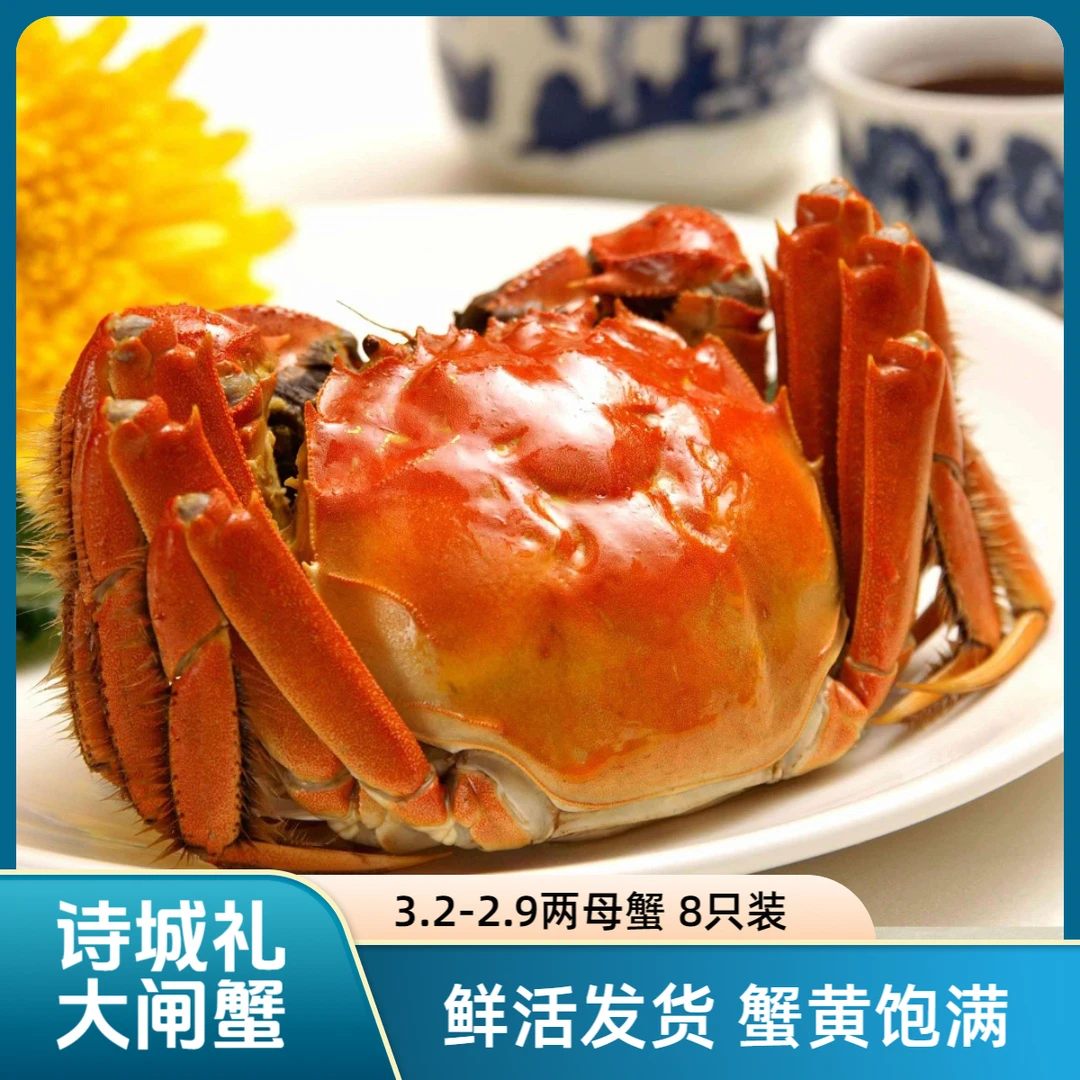 诗城礼【活蟹现发】大闸蟹3.2-2.9两母蟹8只蟹黄饱满鲜甜