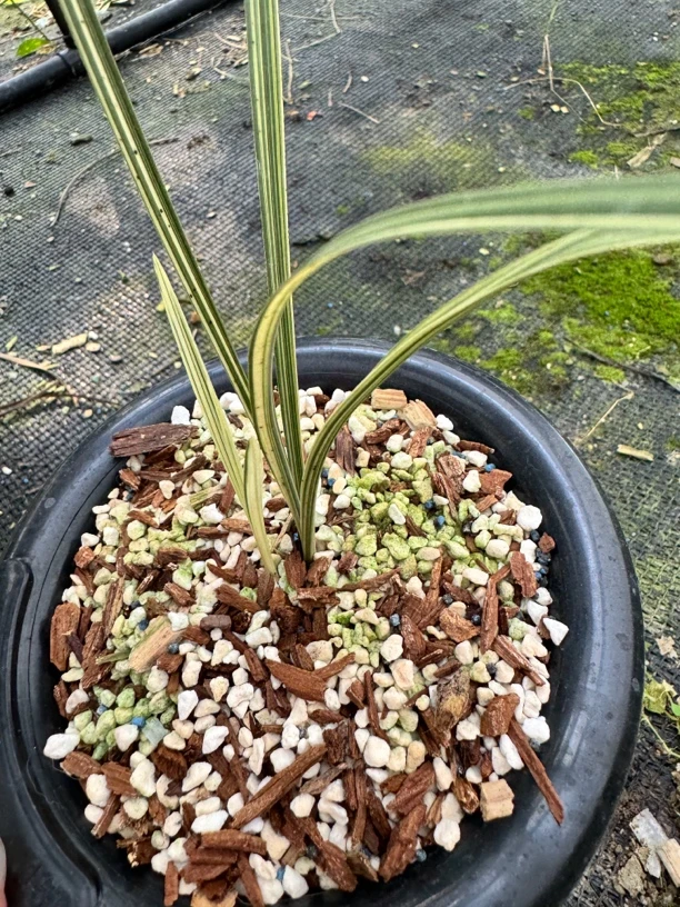 兰花草链接以实物为准三