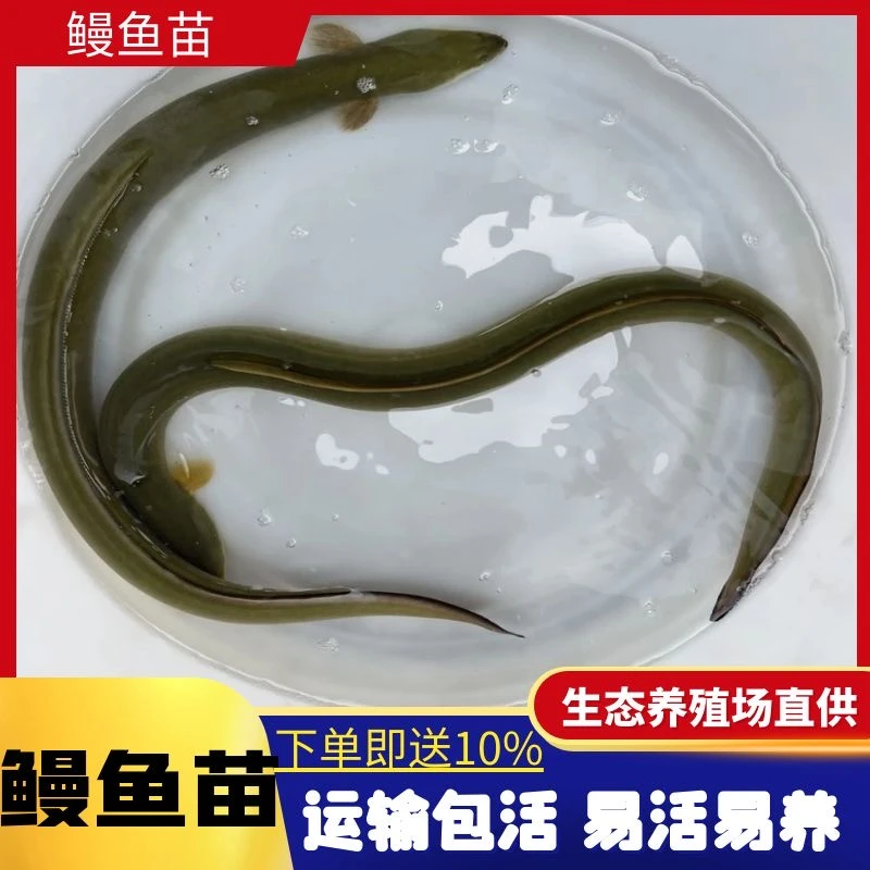 鳗鱼苗淡水养殖 白鳝鱼苗 白鳗苗 河鳗苗大中小鱼苗 鳝鱼钓鱼