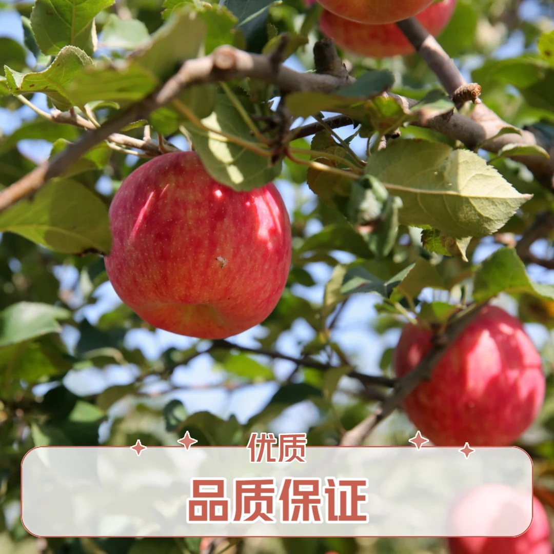 秦脆自然成熟新鲜当季苹果脆甜多汁整原产地好吃秦脆苹果现摘重量