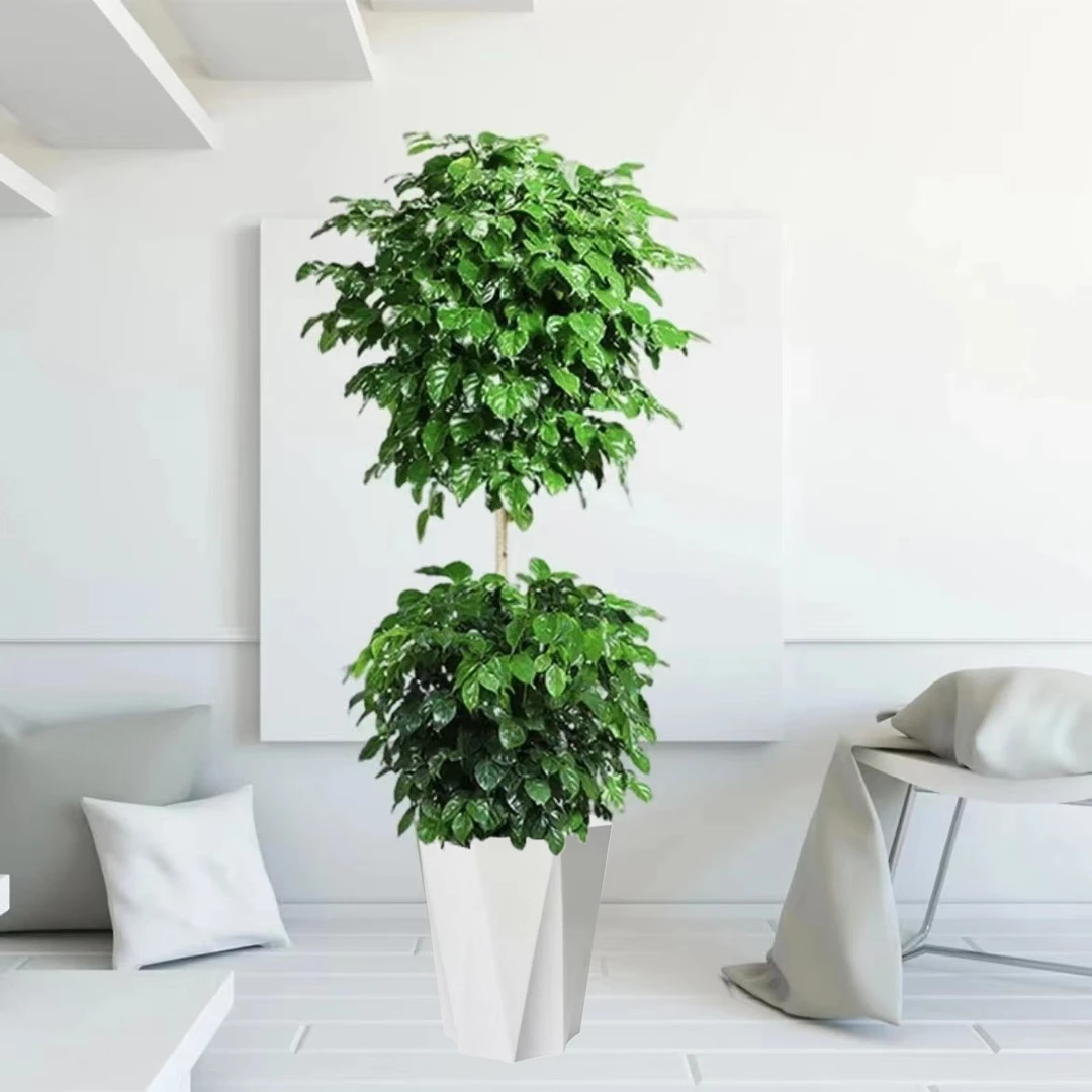 【安迪花卉】1.5-1.6米双层幸福树网红绿植好养植物室内外盆栽