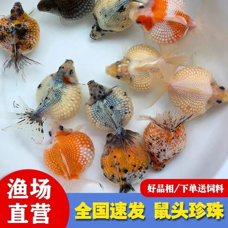 【波妞家观赏鱼直播一对一专拍】珍珠兰寿水泡蝶尾玛丽自家渔场自销
