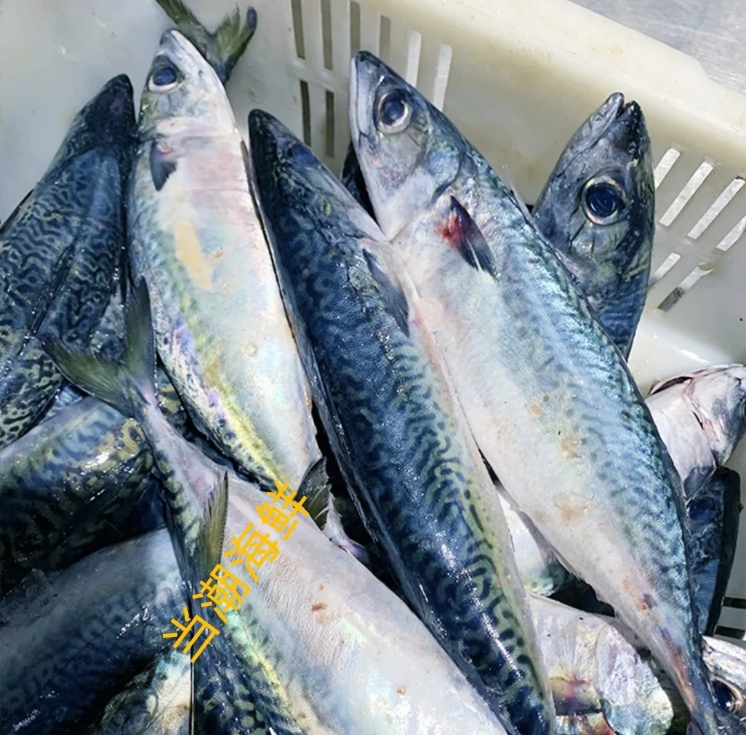 连云港发货 海捕野生台鲅鱼 花鲜鱼 速冻锁鲜5斤发货