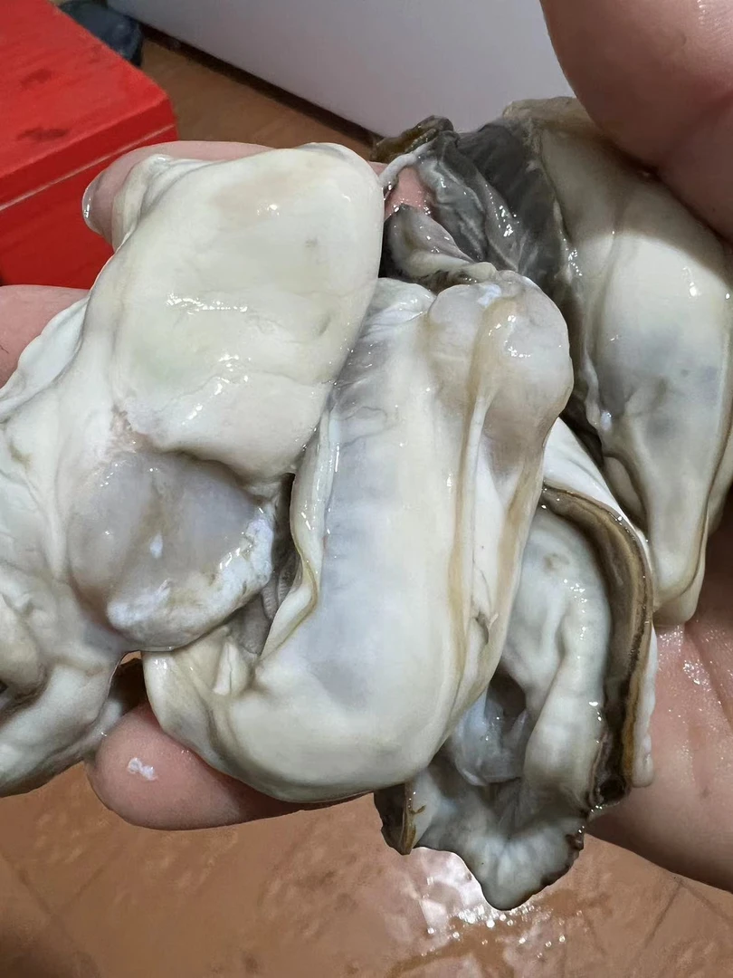连云港发货野生生蚝肉6斤速冻发货