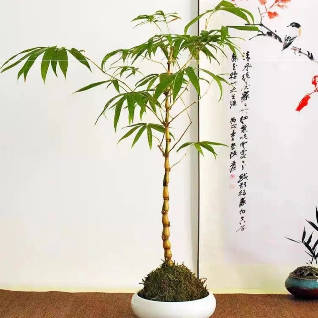 精品金丝佛肚竹文人禅意观赏竹室内外盆栽绿植玄关竹子盆栽好养活