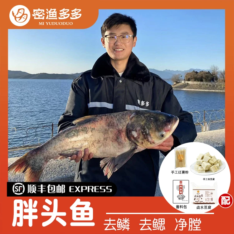 密渔多多/密渔多多密云胖头鱼6-15斤礼盒装包处理配豆腐酱料宽粉