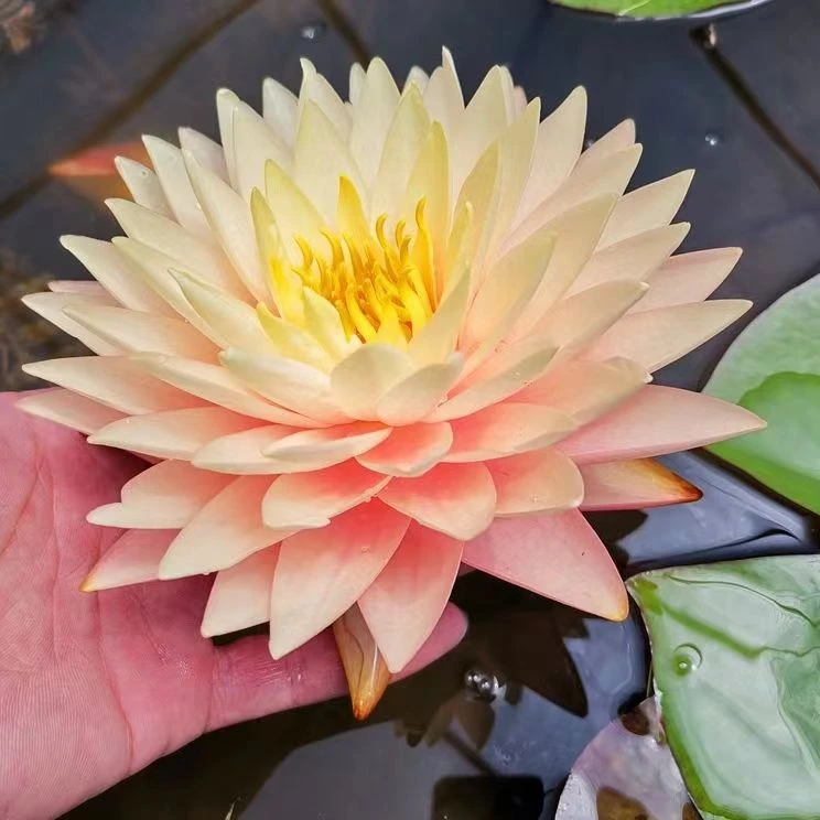 羞涩新娘 正品睡莲苗 适合鱼缸 池塘 花盆 水缸造景 大睡莲