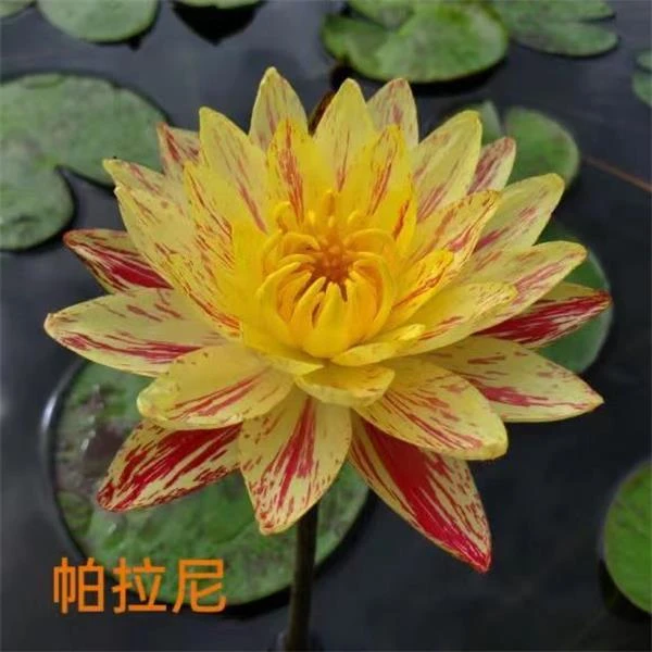 带花苞睡莲 帕拉尼 正品 适合鱼缸 水缸 池塘 盆栽花卉 水生植物