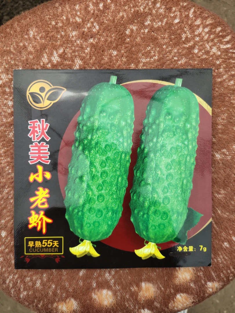 小老蚧晚黄瓜种子