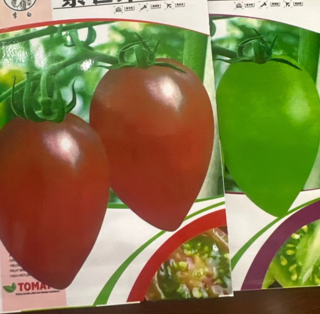 紫芒果绿芒果番茄种子