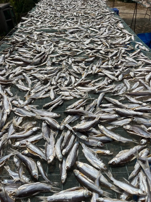 手工腌制野生餐条3.5斤