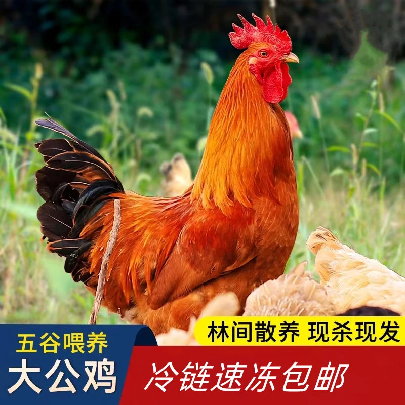 【大英子】农家黄脚公鸡顺丰包邮三只毛重12斤净重9斤左右