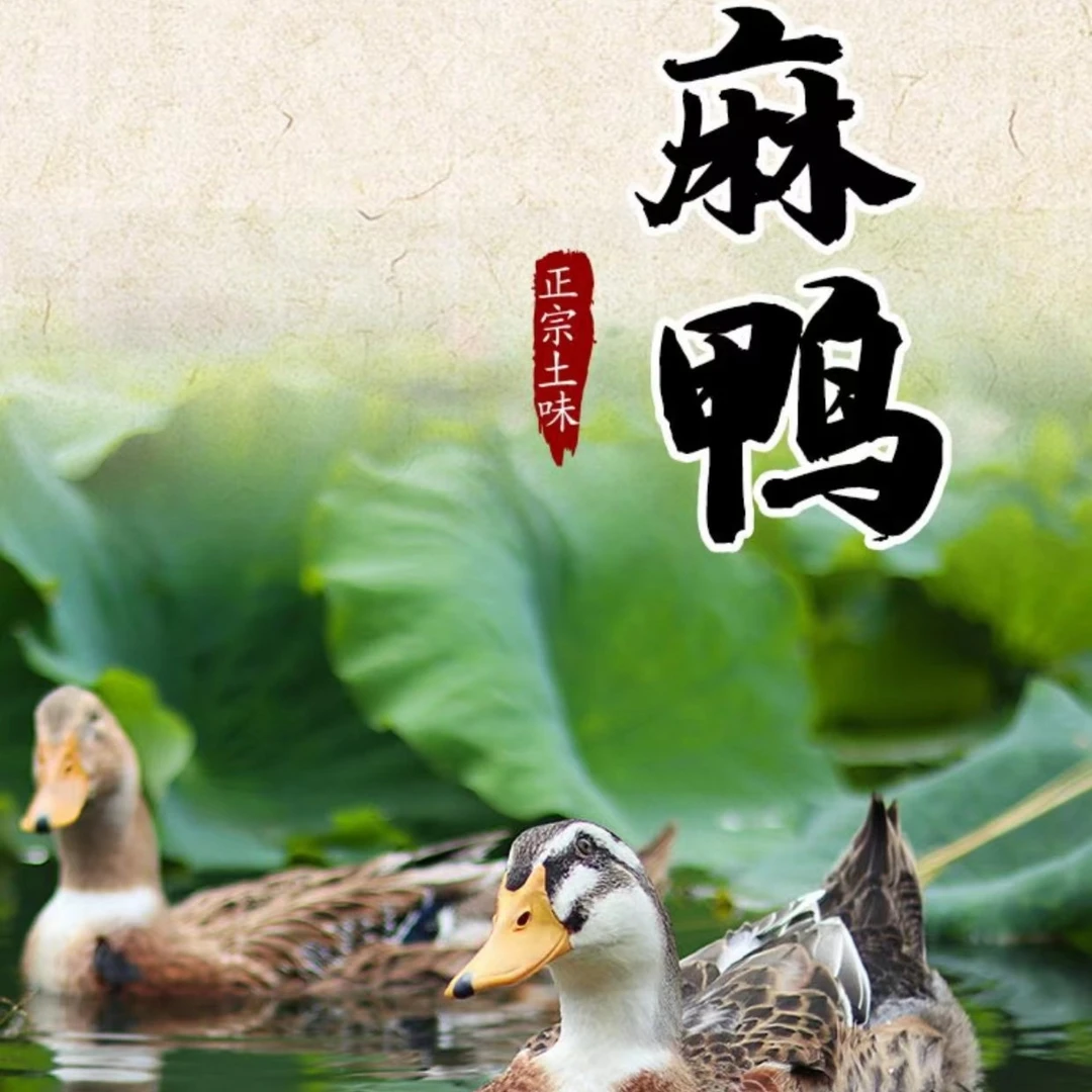 【大花家】农家150天水麻鸭买1送2共3只顺丰包邮每只净重2斤