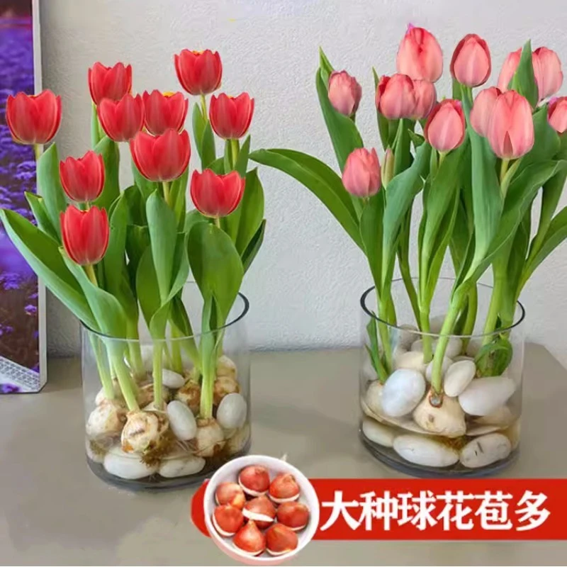 郁金香种球土培水养好活植物室内花四季开花种子盆栽水培花卉花苗