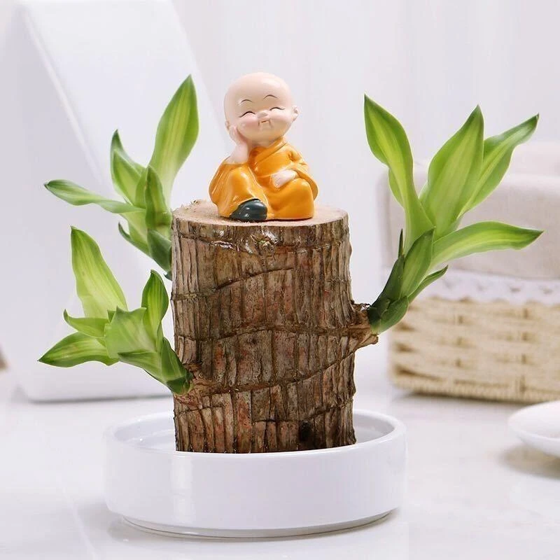 水培幸运木巴西木植物